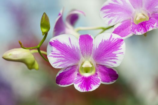 Closeup of purple orchids