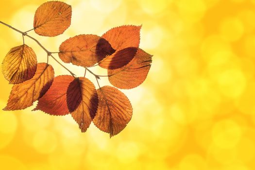 Viburnum Shrub Leaves on Blurred Sunlight Background in Autumn