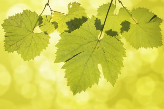 Hanging Wine Grape Leaves on Green Blurred Background