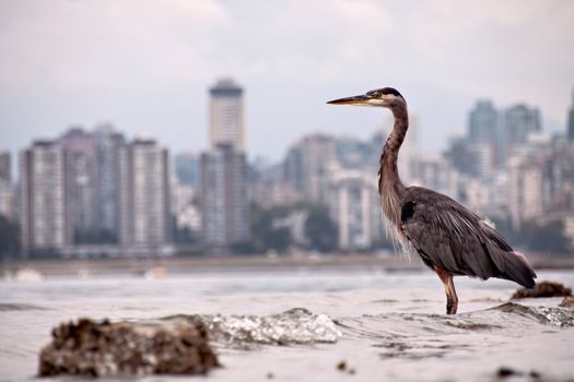 Heron in front of Vancouver skyline across Burrard inlet, shows nature thriving in an urban environment.