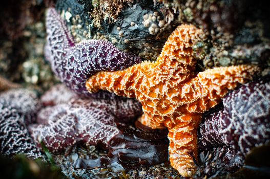 Closeup of four purple and one orange starfish with shallow depth of field.