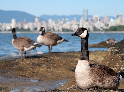 Three Canada geese in front of Vancouver skyline