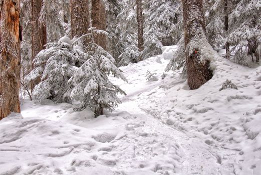 Marked snowshoe trail leads through snow covered trees.