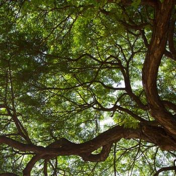 Under the tree with branch and green leaves