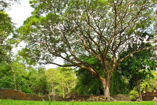 Landscaping in the garden with big tree