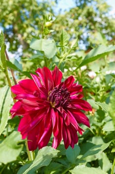 Red dahlia flower blooming on the flowerbed on a sunny summer day