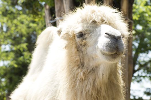summer shot of the camel in close up (portrait)