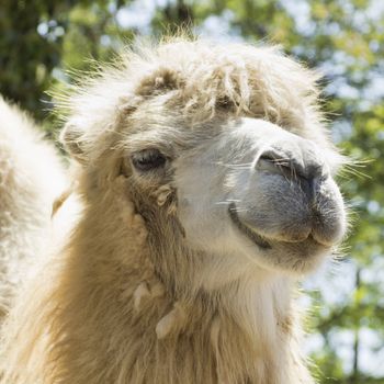 summer shot of the camel in close up (portrait)