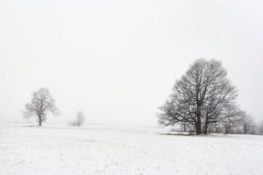 Shot of the solitary trees in winter landscape