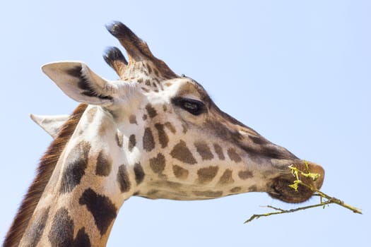 close-up portrait photo of the giraffe
