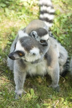 summer photo of the lemur family in the Budapest Zoo