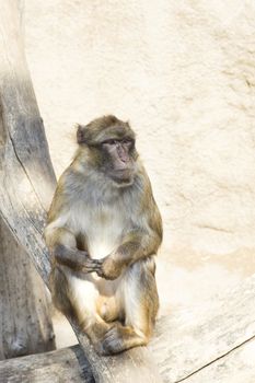 photo of the monkey family
