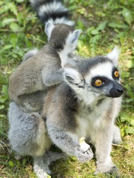 close-up photo of the lemur family in the Budapest Zoo