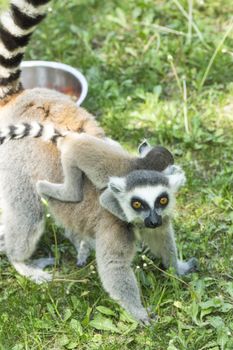summer photo of the lemur family in the Budapest Zoo