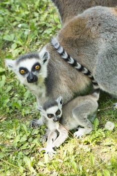 summer photo of the lemur family in the Budapest Zoo