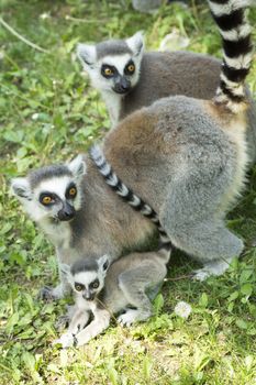 summer photo of the lemur family in the Budapest Zoo
