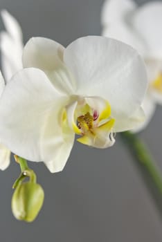 Closeup of elegant white orchid on grey background