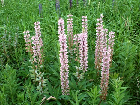 Beautiful blooms of wild Lupine in a prairie of northern Michigan.