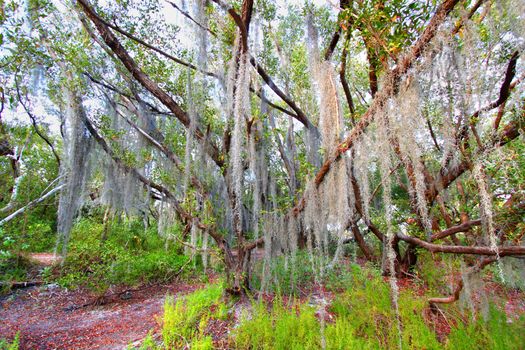 Spanish moss sways in the breeze along the Coastal Prairie Trail of Everglades National Park Florida.