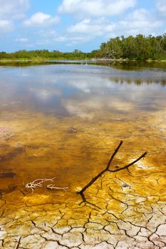 Shoreline of Eco Pond in Everglades National Park Florida.