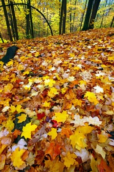 Vivid colors of fall at Rock Cut State Park in northern Illinois.