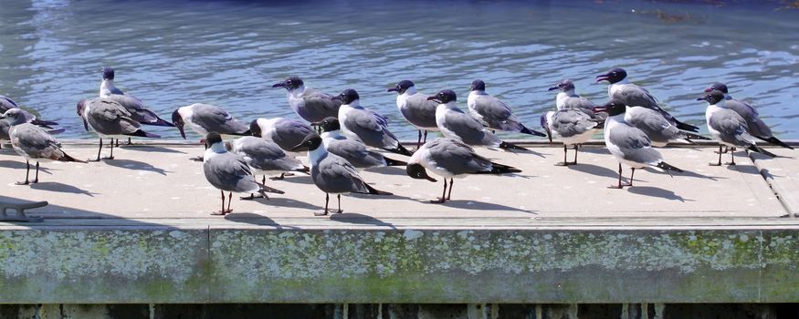 Laughing Gulls (Larus atricilla) sit on a dock in Everglades National Park of Florida.