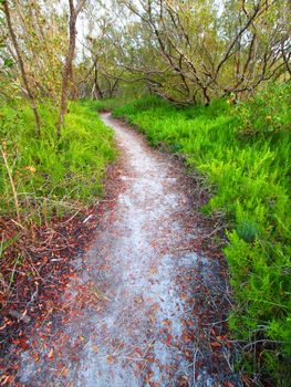 Coastal Prairie Trail in Everglades National Park of Florida.