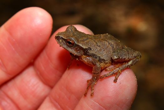 Spring Peeper (Pseudacris crucifer) sits on a persons finger.