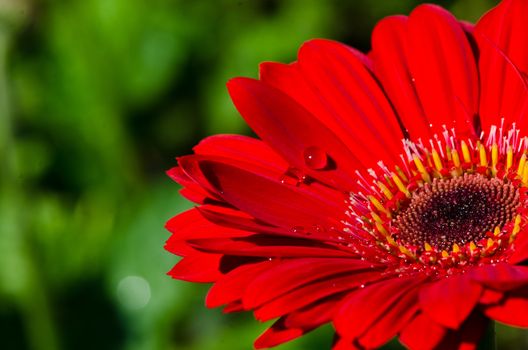 Closeup red gerbera on green background.