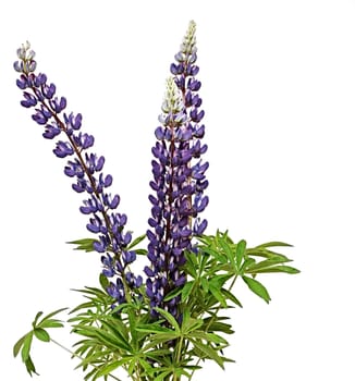 Wild lupines on white background 