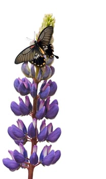 Butterfly on lupin flower