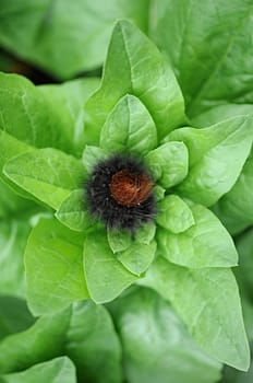 Hairy Caterpillar 