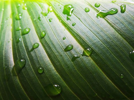 Green leaf and droplets macro