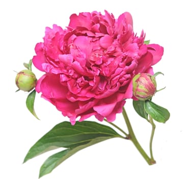 One flower, stem and leaves of a pink peony (Paeonia lactiflora) against a white background