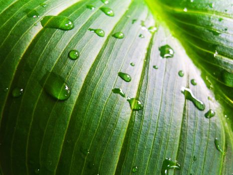 Green leaf and droplets