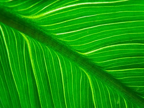 Green leaf macro texture