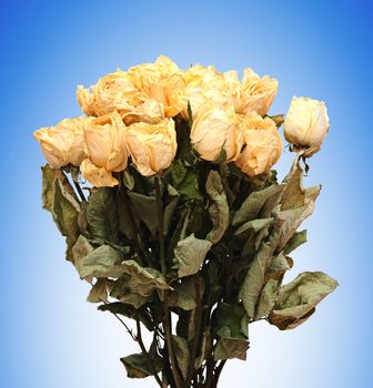 Dried roses bouquet on blue background 