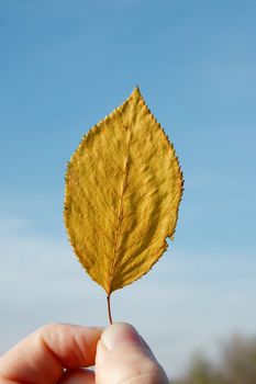 Autumn leaf held against blue sky