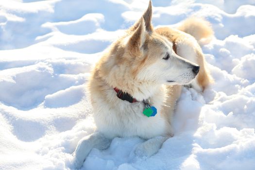 A white and gold mixed breed dog wearing a collar with tags, laying down in the snow.