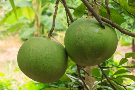 Bunch of grapefruit on tree in garden