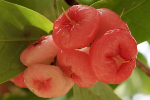 pink of rose apple on tree in garden