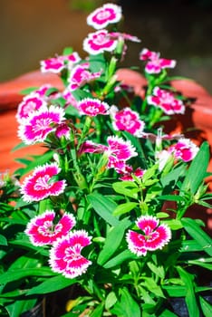 Dianthus chinensis (China Pink flower)