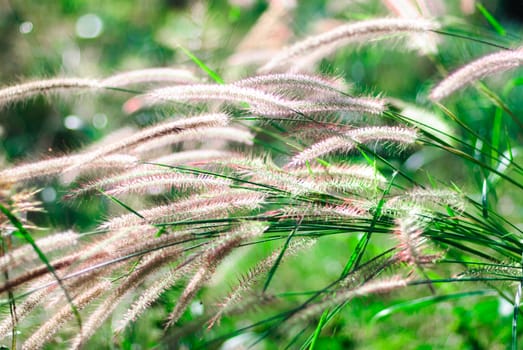closeup of grass flower in sunlight