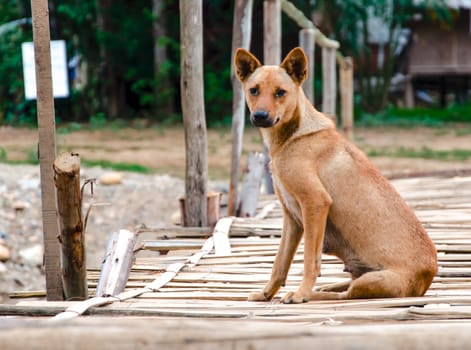 Pleading look of homeless dog on the wooden bridge