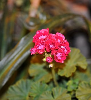 red flowers 