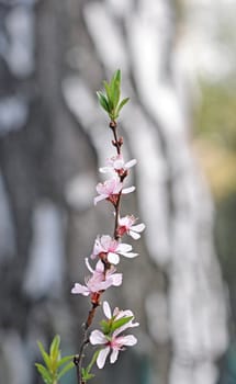 Spring cherry blossoms 