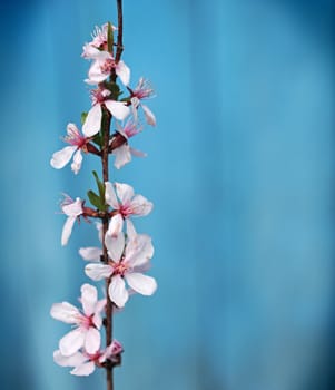 Bunches of cherry blossom. 