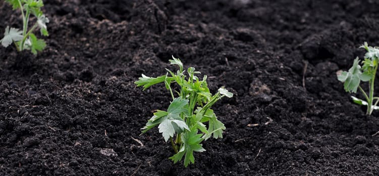A young green plant growing out of soil. 