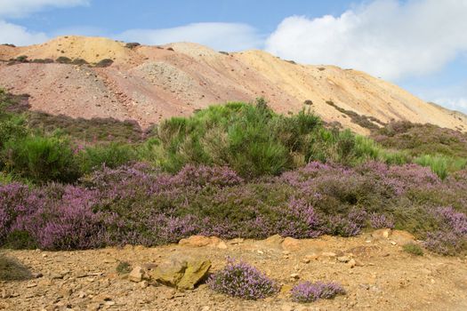 Heather leads to a Broom plant, Cytisus scoparius, with green foliage and black seed pods with a mound of colored earth and blue sky in the background.