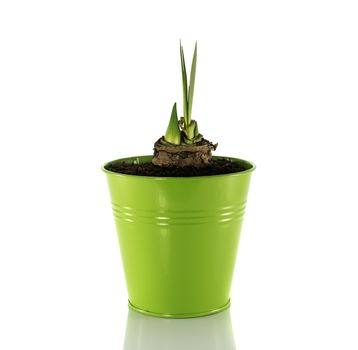 new coming amaryllis in green bucket